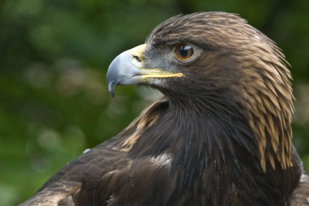 Chewonki - Predators Program • Vassalboro Public Library