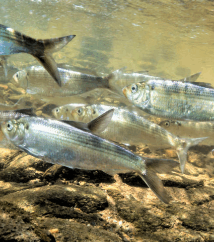 Alewives underwater