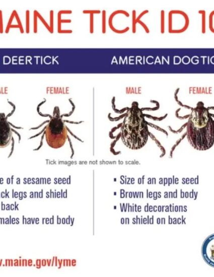Maine tick id