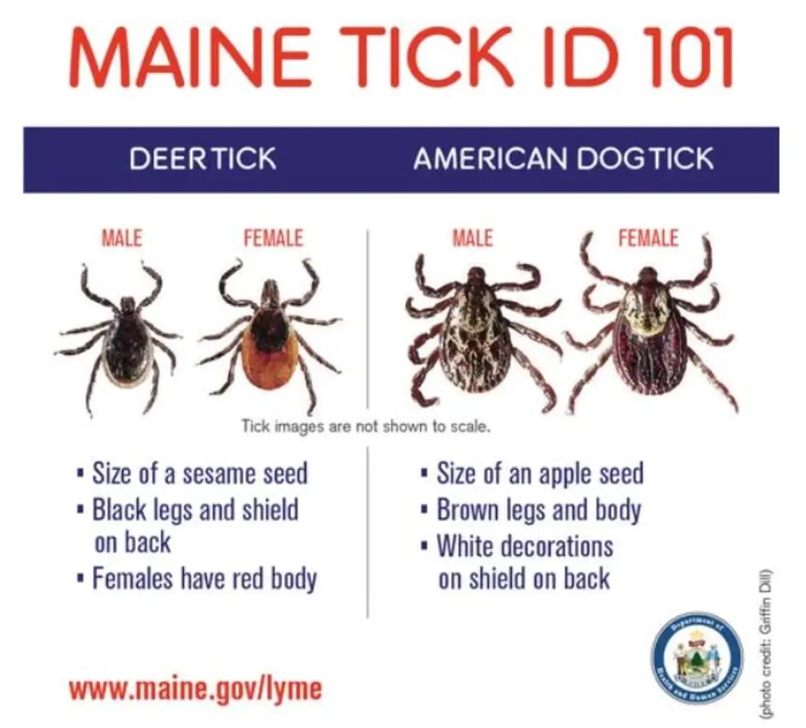 Maine tick id